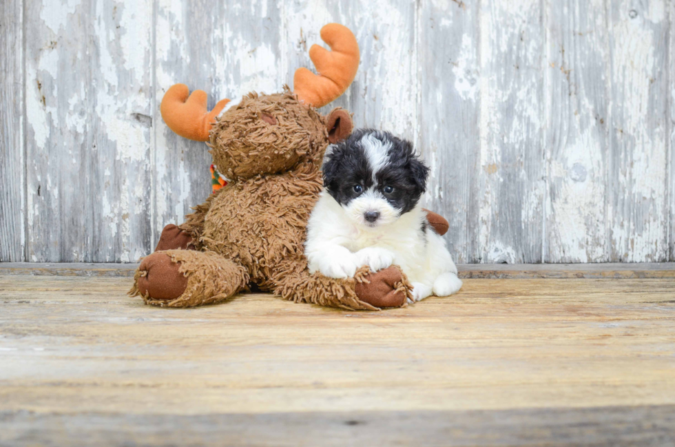 Cute Mini Sheltidoodle Mix Puppy