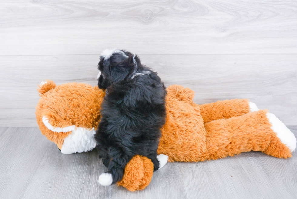 Cute Havanese Purebred Puppy