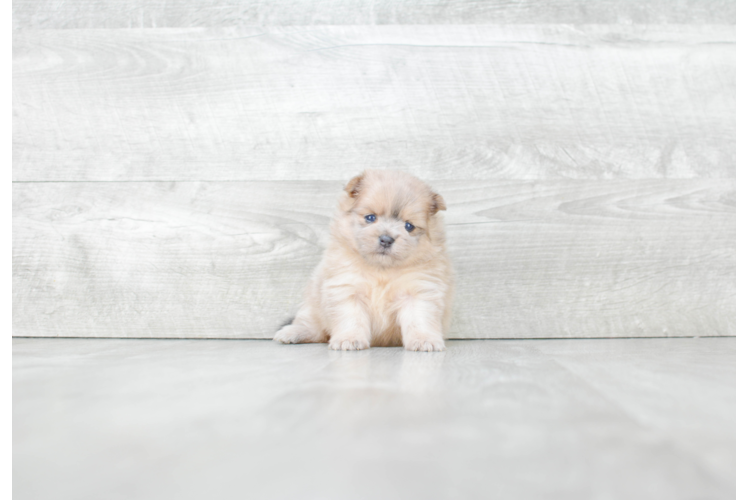 Small Pomeranian Baby