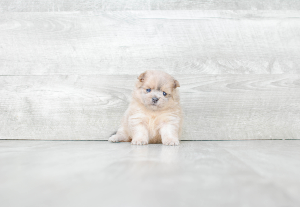 Small Pomeranian Baby