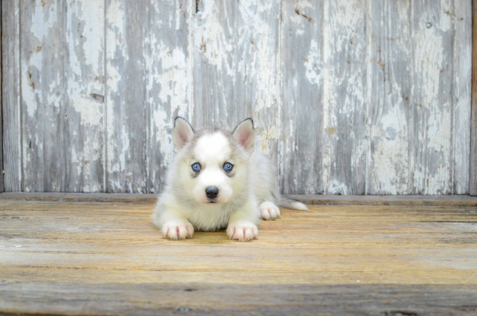 Best Pomsky Baby