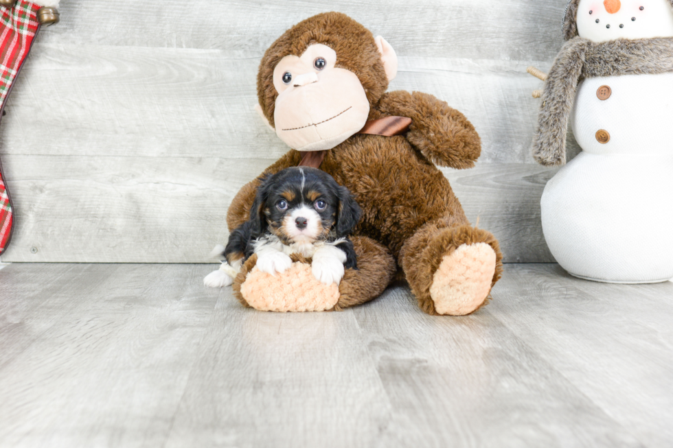 Happy Cavalier King Charles Spaniel Purebred Puppy