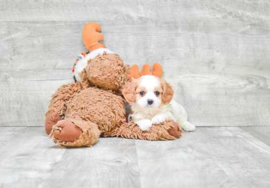 Best Cavapoo Baby