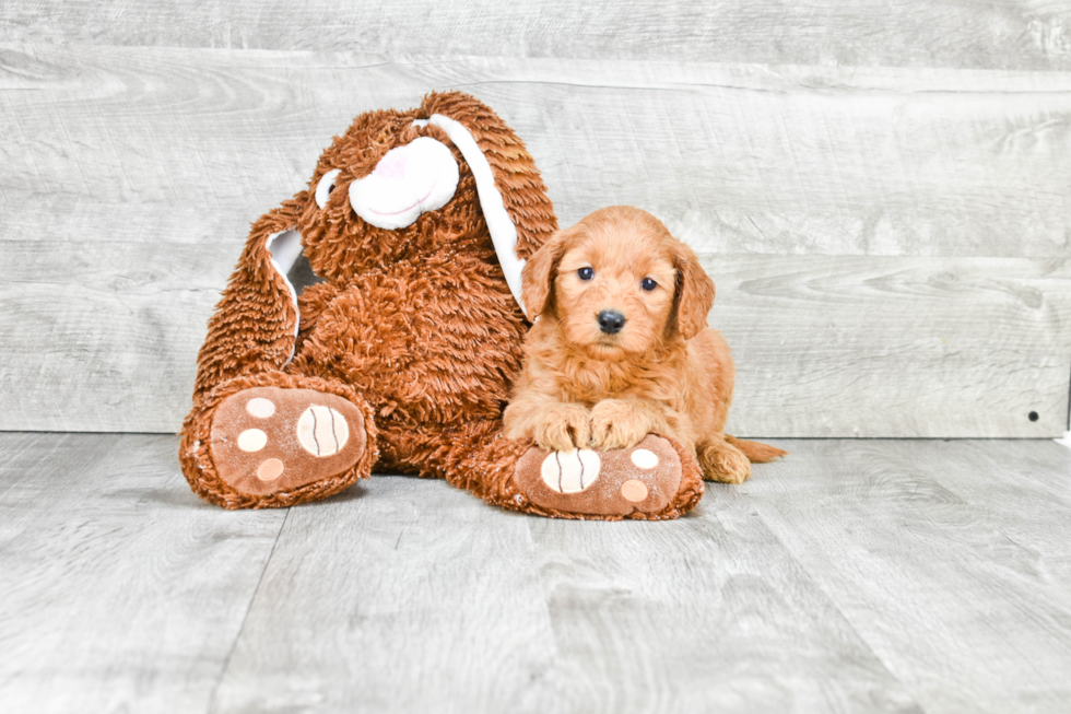 Petite Mini Goldendoodle Poodle Mix Pup