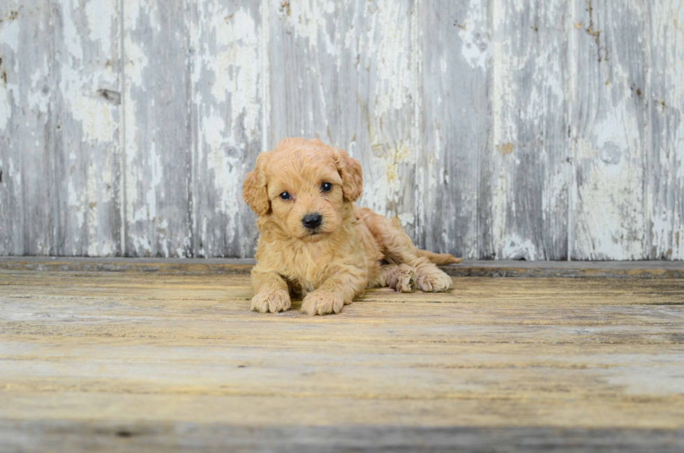 Cavapoo Pup Being Cute