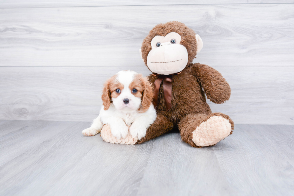 Friendly Cavalier King Charles Spaniel Purebred Pup