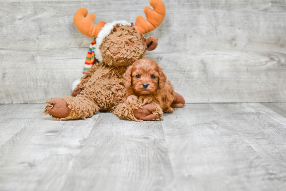 Fluffy Cavapoo Poodle Mix Pup