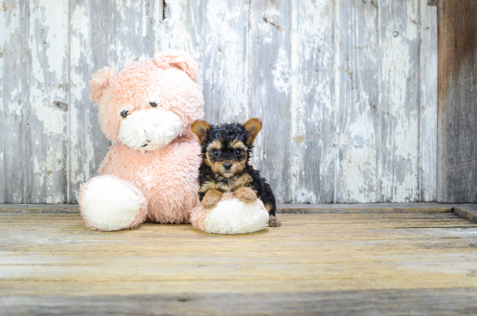 Little Yorkie Doodle Poodle Mix Puppy