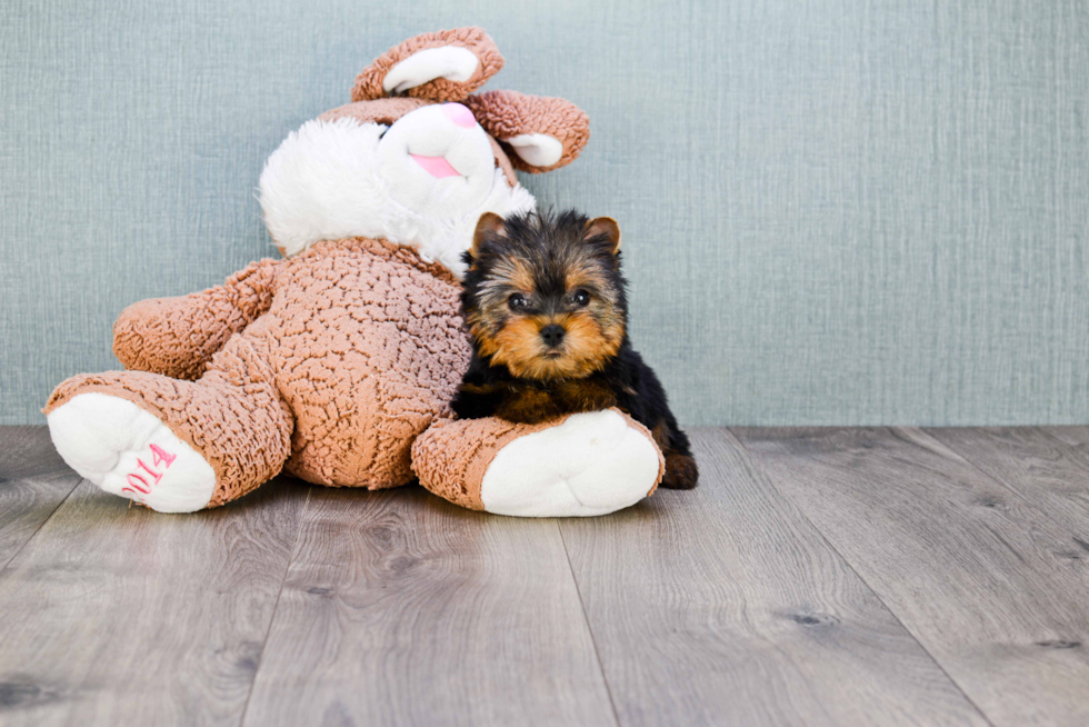 Meet Goldie - our Yorkshire Terrier Puppy Photo 