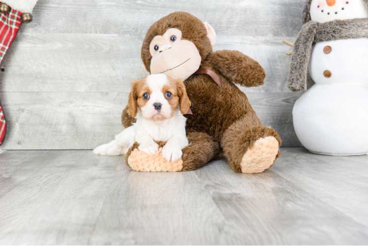 Best Cavalier King Charles Spaniel Baby