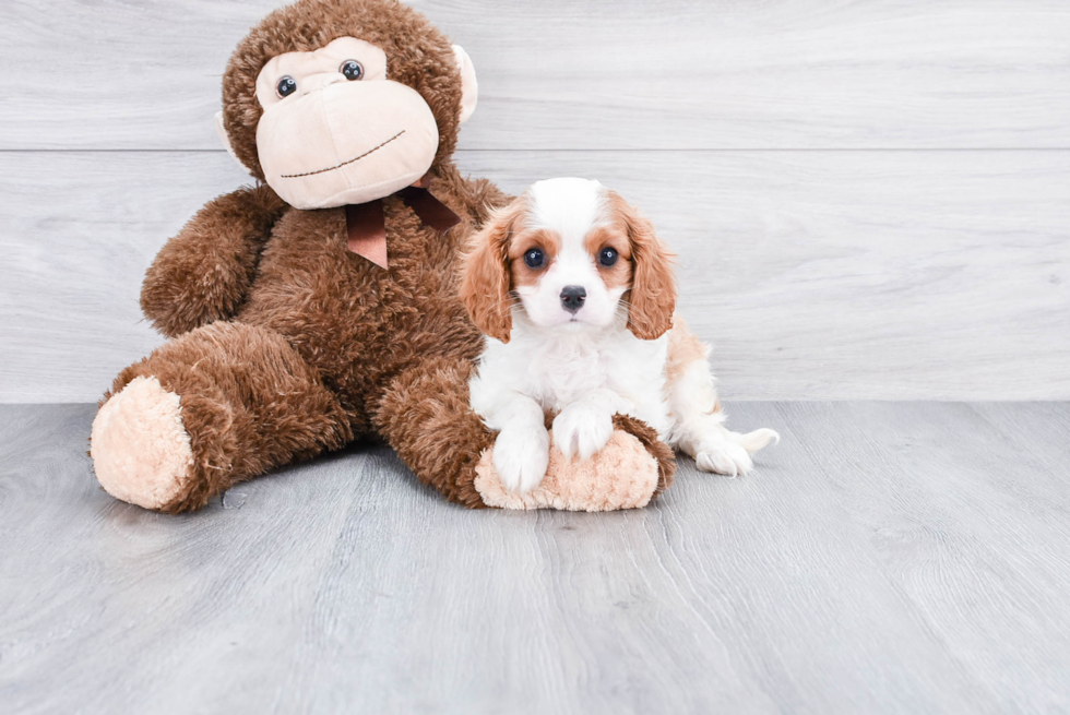 Best Cavalier King Charles Spaniel Baby