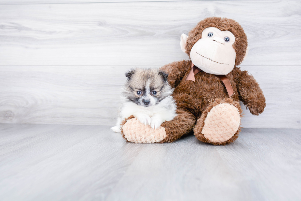 Playful Pomeranian Purebred Pup