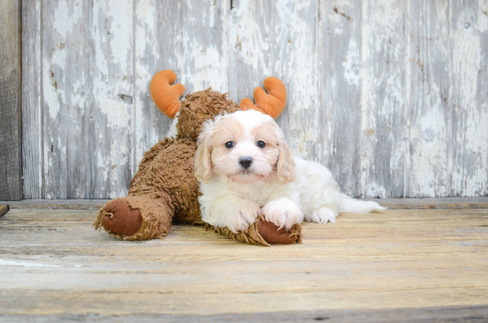 Funny Cavachon Designer Pup