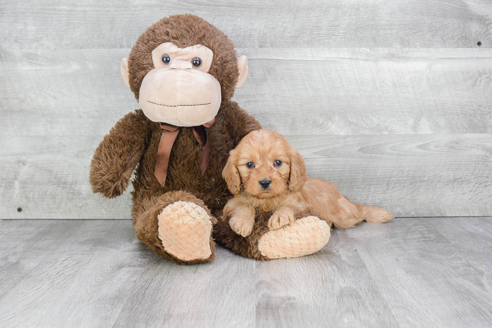 Playful Cavoodle Poodle Mix Puppy