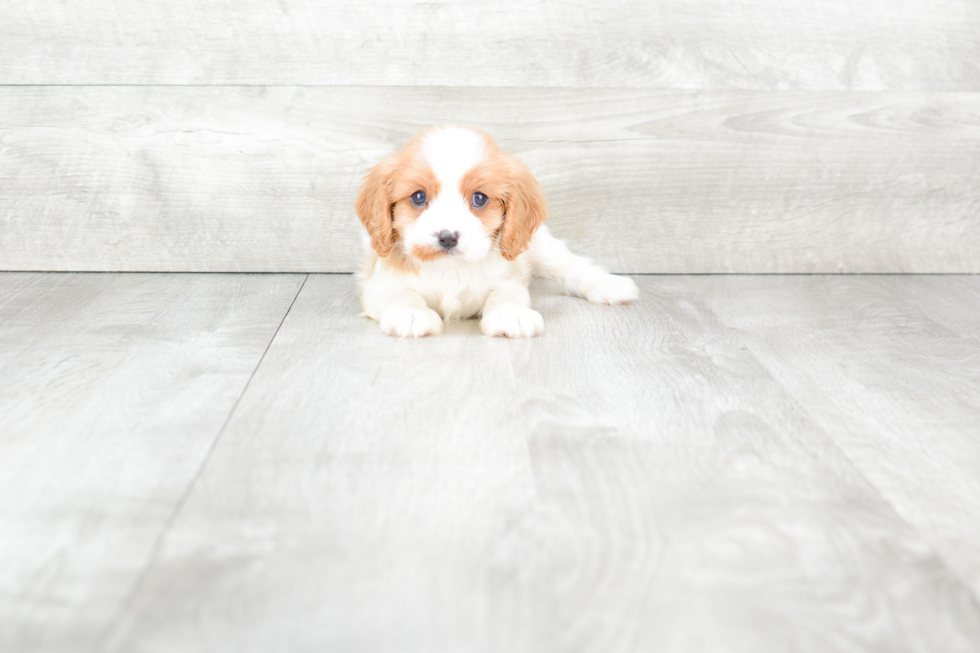 Little Cavalier King Charles Spaniel Baby