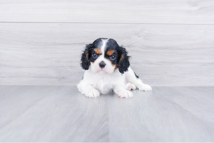 Funny Cavalier King Charles Spaniel Purebred Pup