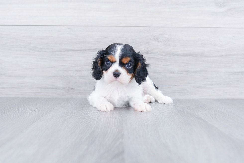 Funny Cavalier King Charles Spaniel Purebred Pup