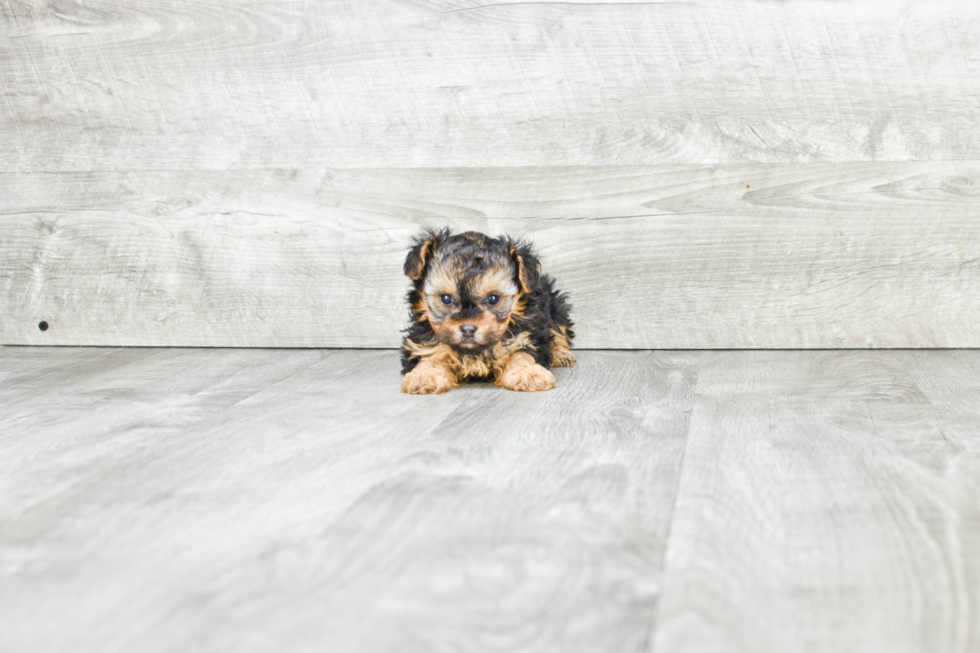 Funny Yorkie Poo Poodle Mix Pup