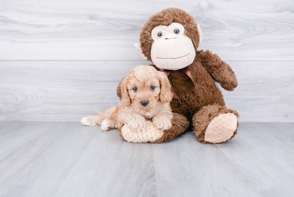 Cavapoo Pup Being Cute