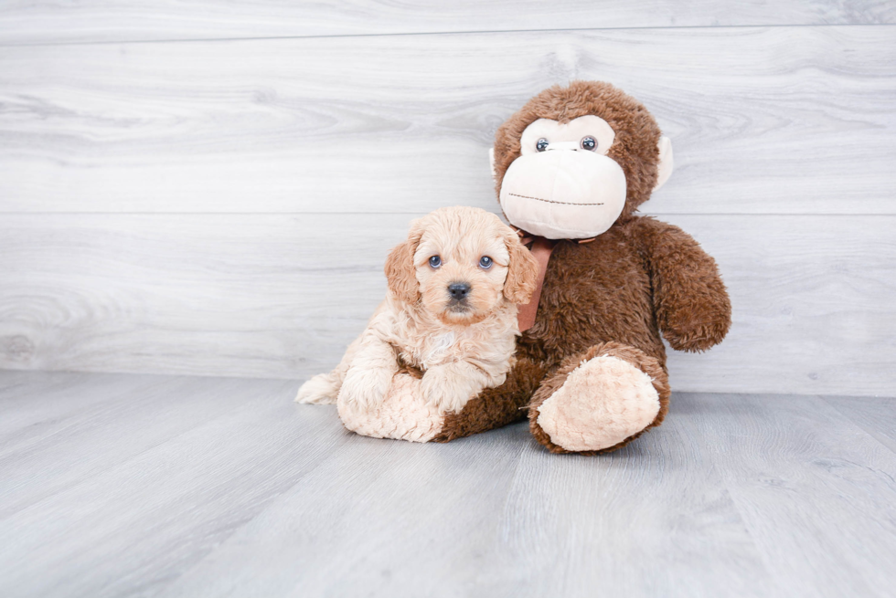 Sweet Cavapoo Baby