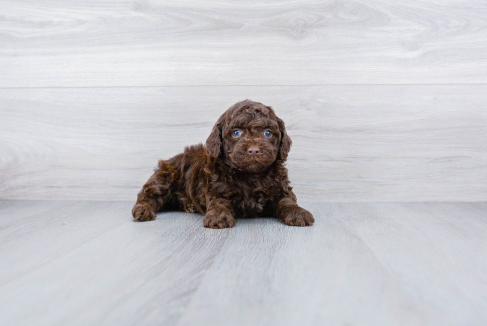 Best Cockapoo Baby