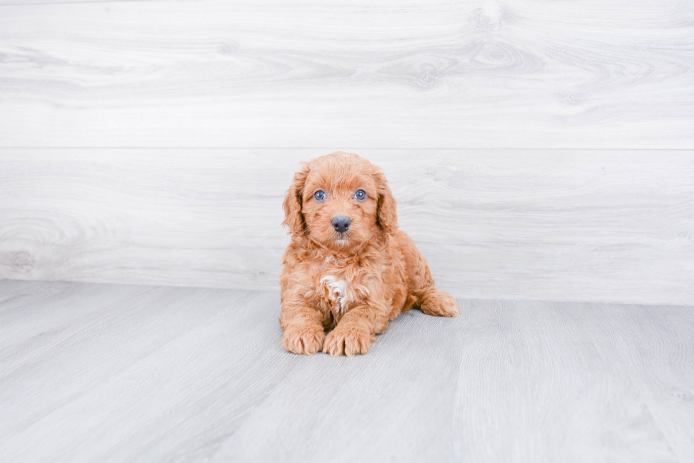 Energetic Golden Retriever Poodle Mix Puppy