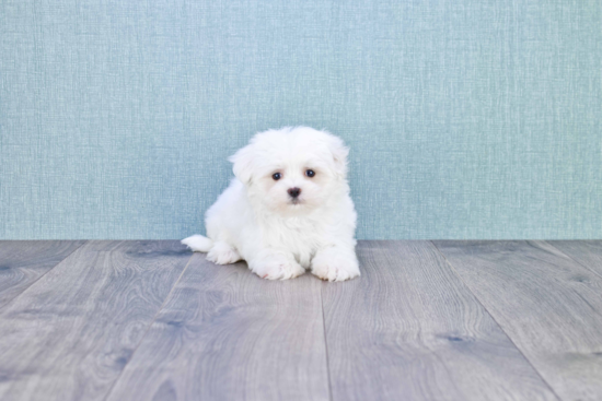 Sweet Maltese Purebred Puppy