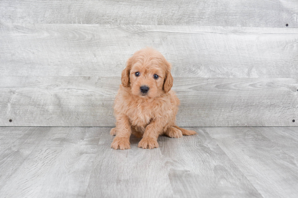 Mini Goldendoodle Pup Being Cute