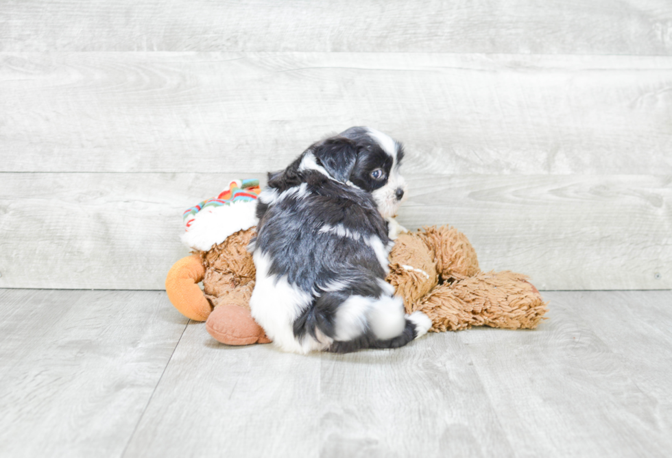 Happy Teddy Bear Baby