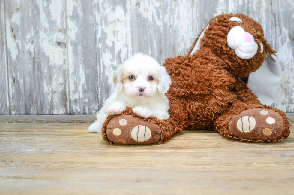 Adorable Cavalier Designer Puppy