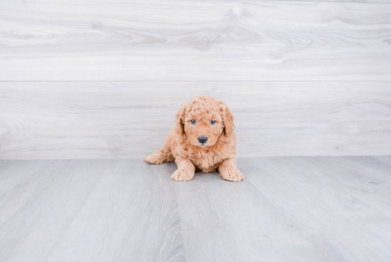 Popular Mini Goldendoodle Poodle Mix Pup