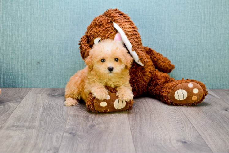 Small Cavapoo Baby