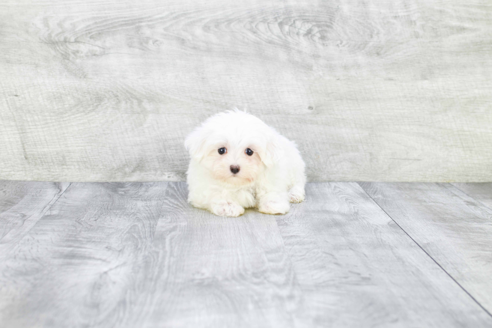 Playful Maltese Purebred Pup