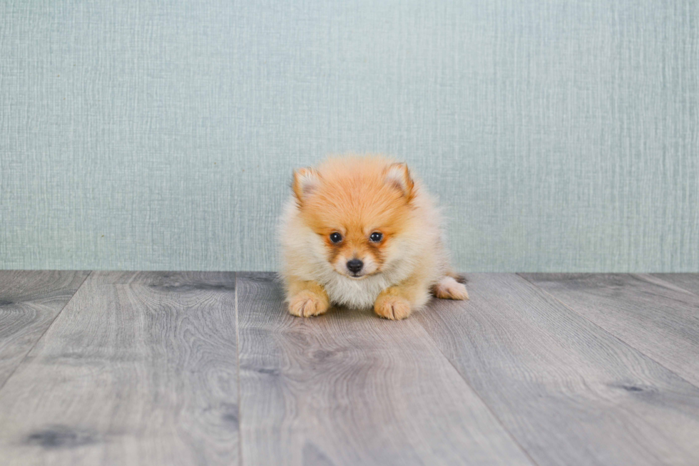 Little Pomeranian Baby