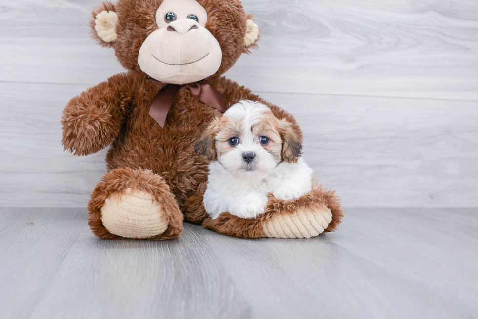 Smart Teddy Bear Designer Pup