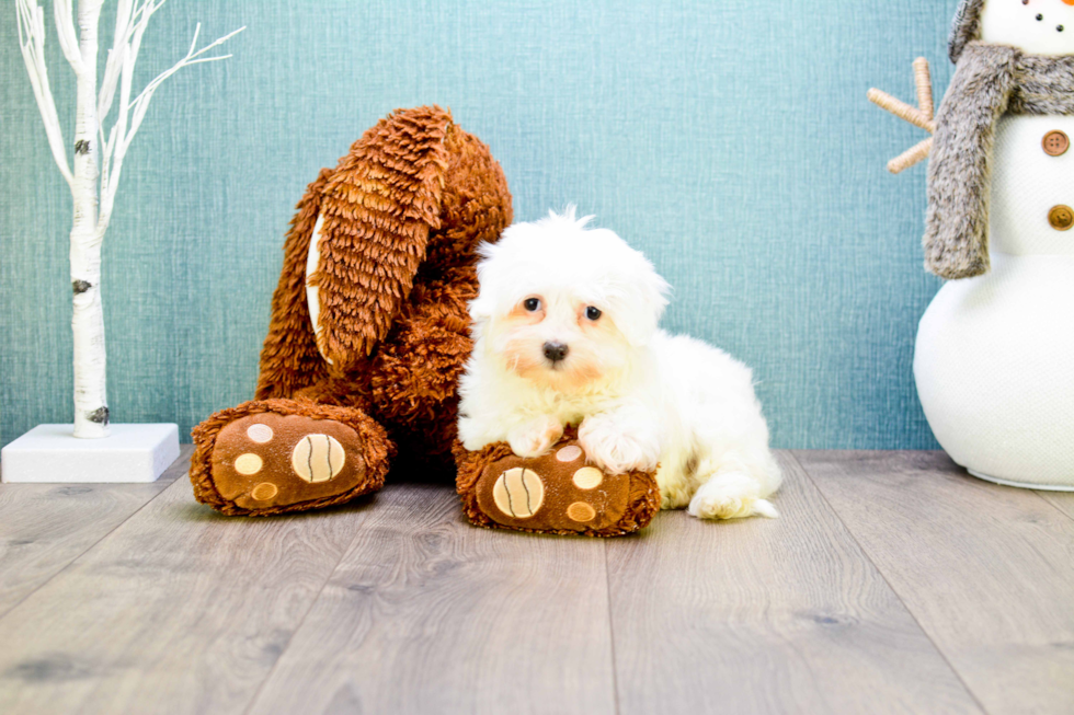 Meet Dana - our Havanese Puppy Photo 