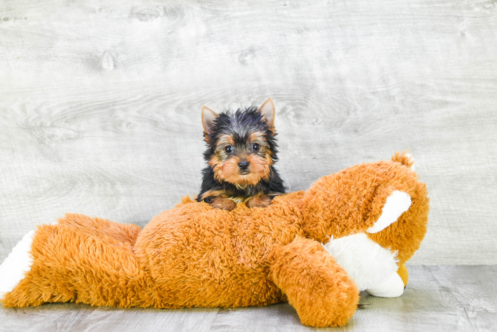 Meet Ronaldo - our Yorkshire Terrier Puppy Photo 