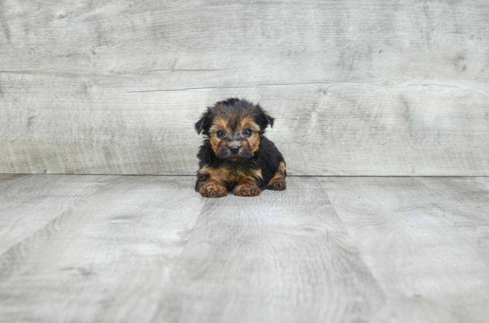 Small Morkie Baby