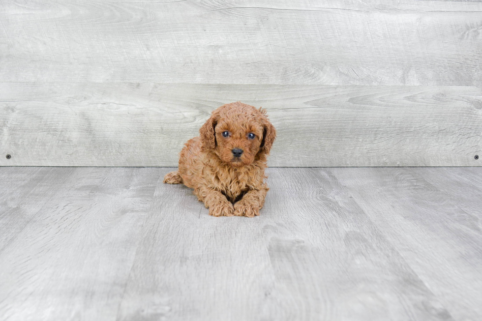 Friendly Cavapoo Baby