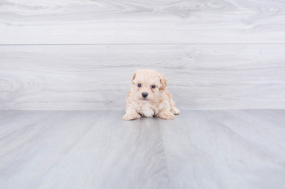 Maltipoo Puppy for Adoption