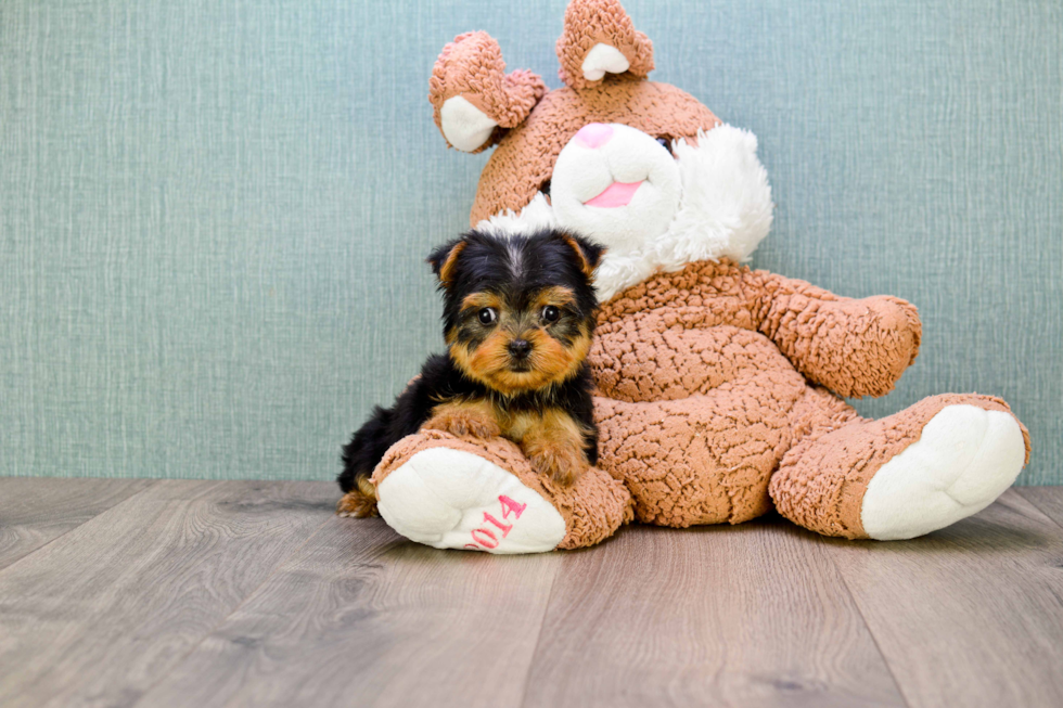 Meet Izzie - our Yorkshire Terrier Puppy Photo 