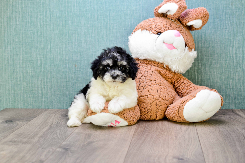 Akc Registered Havanese Baby
