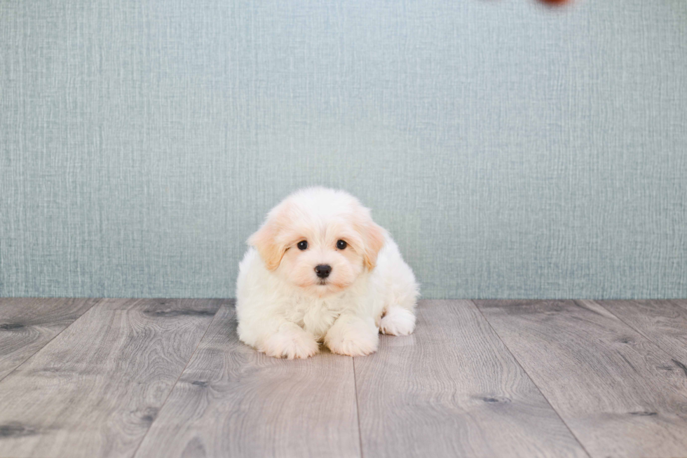 Funny Havanese Baby