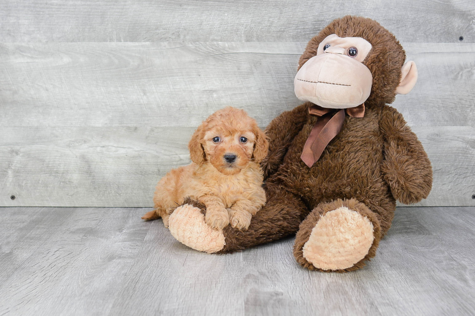 Mini Goldendoodle Puppy for Adoption