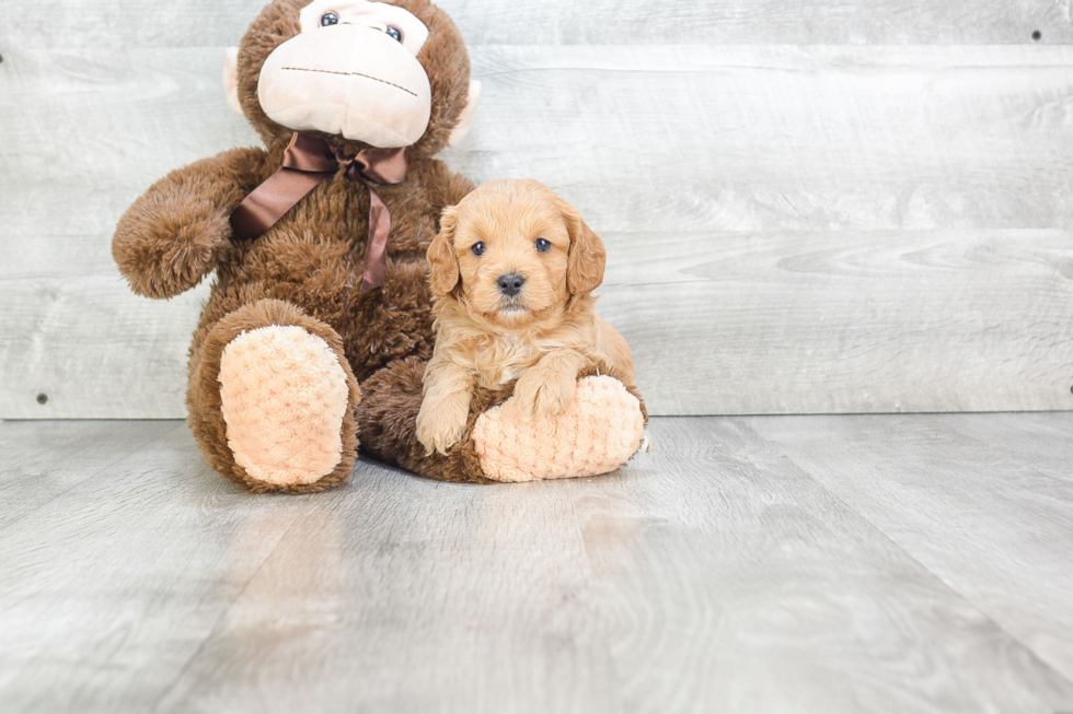 Best Cavapoo Baby