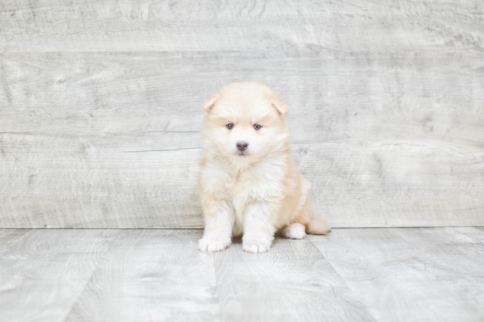 Adorable Mini Husky Designer Puppy