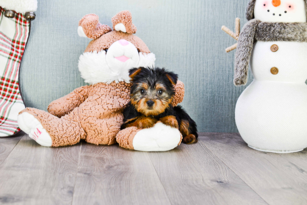 Meet Lisa - our Yorkshire Terrier Puppy Photo 