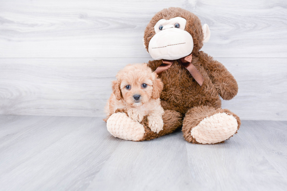 Cavapoo Pup Being Cute