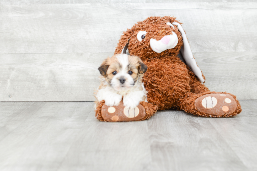 Little Havanese Baby