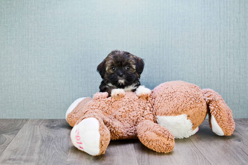 Energetic Shorkie Designer Puppy